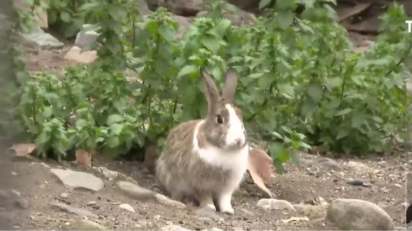 Vecinos denuncian "masacre" de conejos en Las Condes: retroexcavadoras destruyeron sus madrigueras