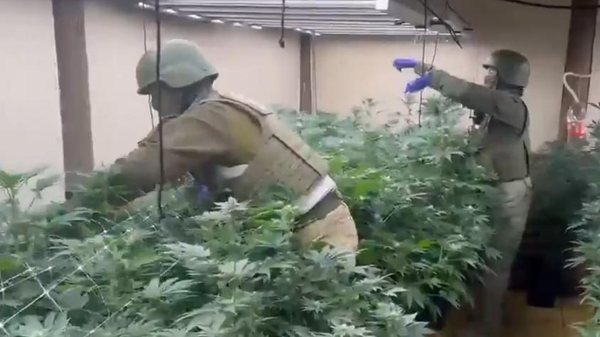 Usaron fachada medicinal para vender marihuana