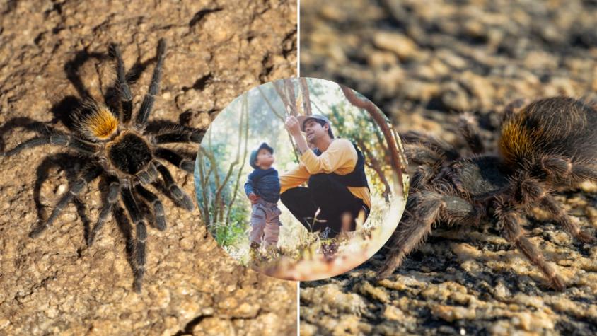 Niño chileno encontró una tarántula cuando tenía 5 años y ahora una nueva especie lleva su nombre