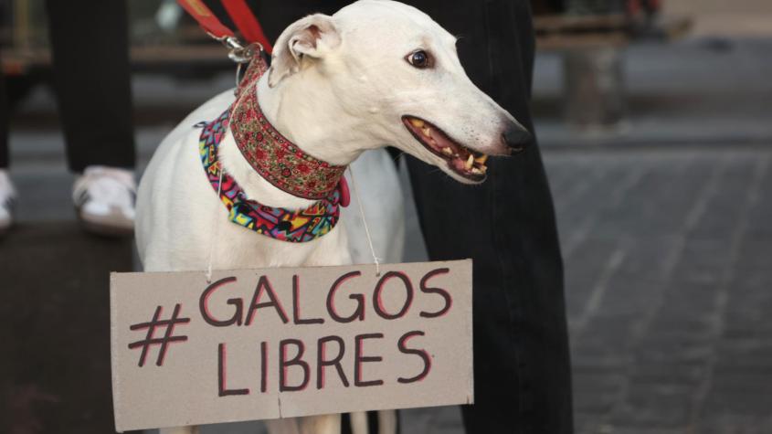 Por 80 votos a favor: Cámara de Diputados aprueba en general proyecto que prohibe carreras de perros galgos en Chile