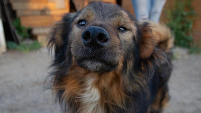 Adiós a la regla de los siete años: La ciencia propone una nueva fórmula para calcular la edad real de un perro  