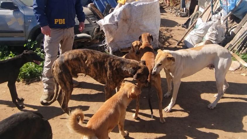 Detienen a un hombre y rescatan a cuatro perros galgos en San Antonio: estaban desnutridos y en malas condiciones sanitarias