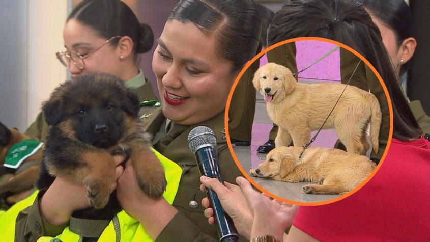 VIDEO | Todo lo que debes saber sobre los cachorros que desfilarán en la Parada Militar 2026