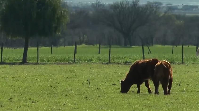 Crean unidad especial por robo de animales: delito implica grave riesgo sanitario