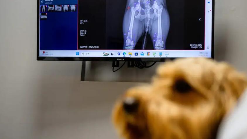 El rol de los perros y la IA en la lucha contra el cáncer: de qué se trata el experimento que busca revolucionar el diagnóstico 