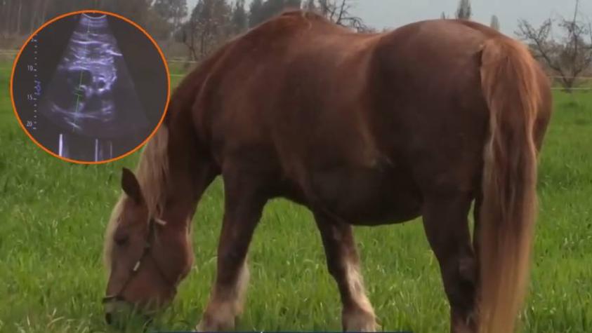 Un hito científico para Chile: Confirman el nacimiento del primer caballo clonado en nuestro país