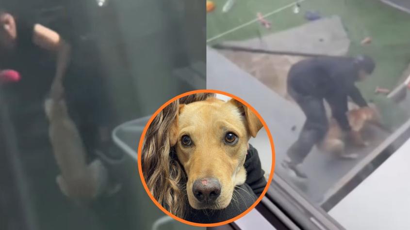 Rescatan a perrita protagonista de video de maltrato animal en La Florida