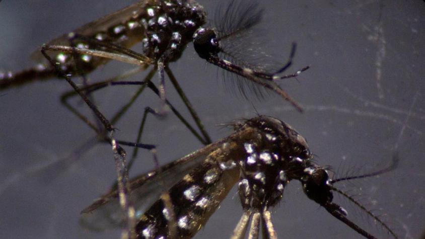 Antofagasta: detectan nuevo foco del mosquito Aedes aegypti y ya suman 20