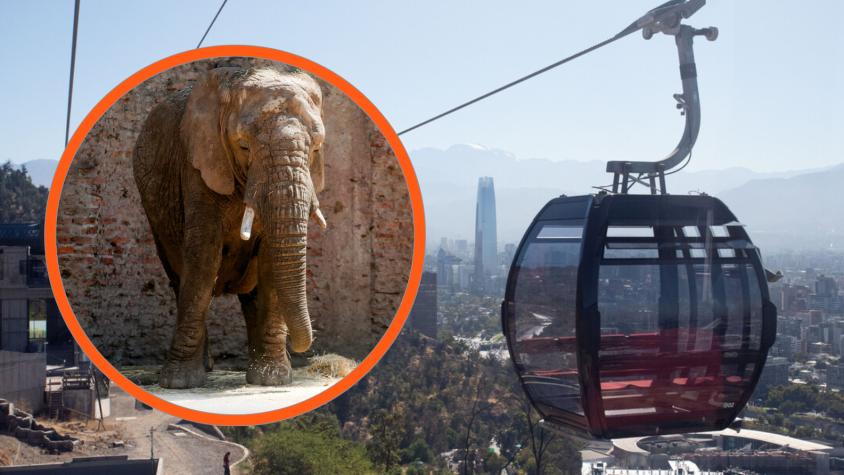 Advierten que ruido del teleférico podría afectar a elefantes del Zoológico Nacional: ¿Qué dicen los expertos?