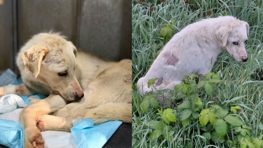 Rescatan a perrito que fue quemado con agua hirviendo por su dueña: Encontraron perdigones en su cuerpo